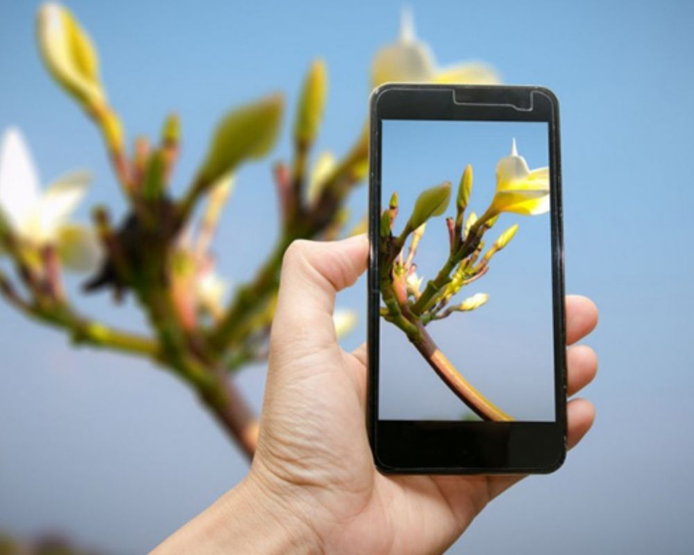 Application pour identifier les plantes