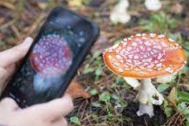applications pour identifier les champignons