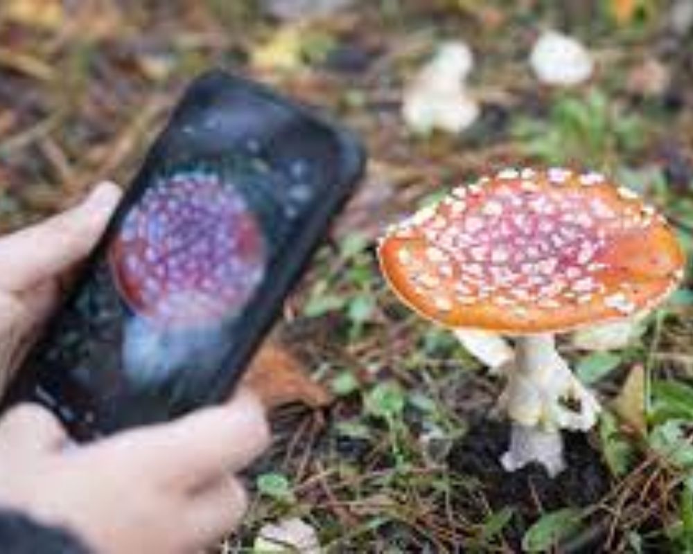 Applications pour identifier les champignons 