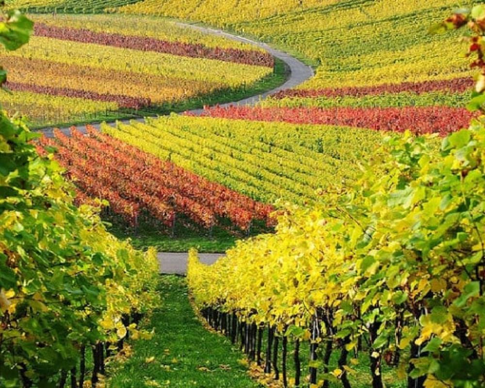 Les meilleurs vignobles de France
