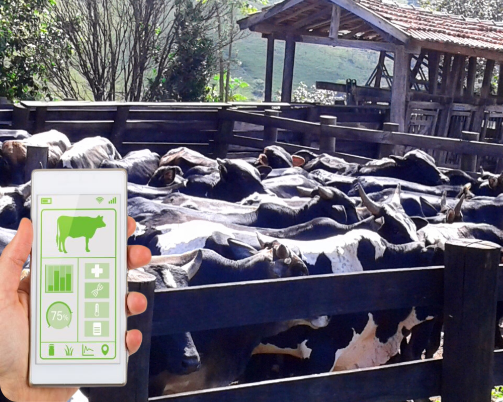 Peser les bovins sur votre téléphone portable