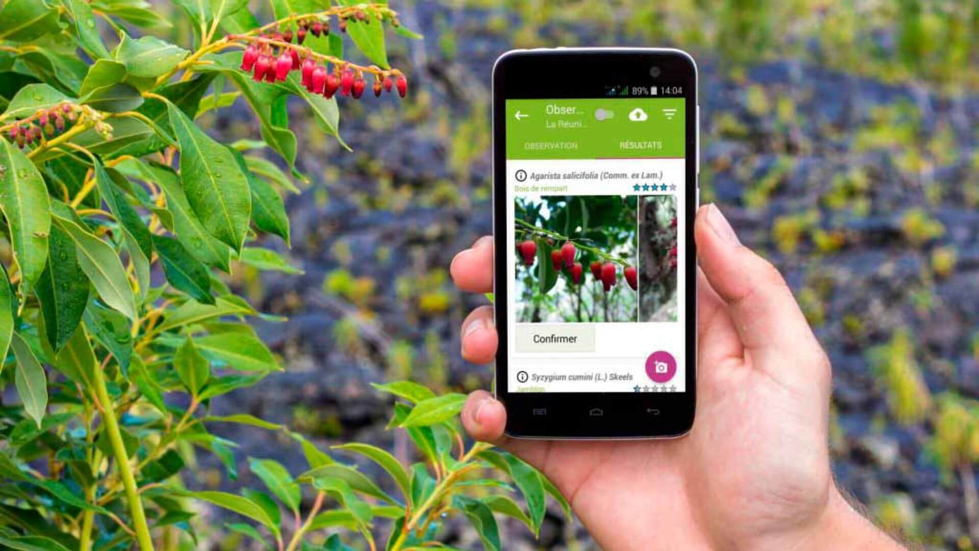Applications pour identifier les plantes